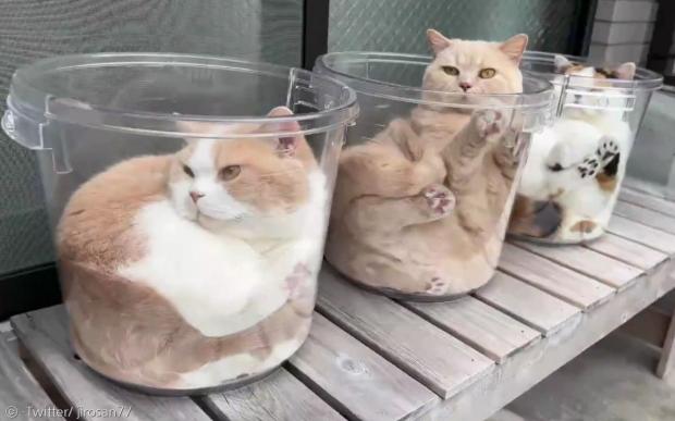 액체가 된 고양이들. 고양이 덴푸라만 통을 차지하지 못했다. [출처: Twitter/ jirosan77]