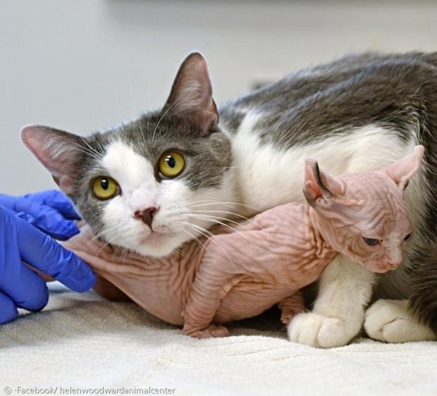 헬렌 우드워드 동물센터가 어미고양이 벨라리나에게 새끼고양이 클리오를 인사시켰다. [출처: 헬렌 우드워드 동물센터 페이스북]