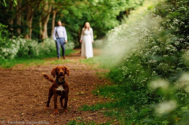 신혼부부가 결혼식 피로연을 포기하고, 잃어버린 강아지 크래시를 찾으러 숲으로 들어갔다. [출처: Facebook/ bgsweddings]