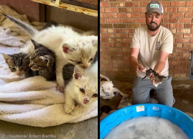 로버트 브랜틀리는 졸지에 새끼고양이 13마리를 돌보게 됐다. 그는 최근 페이스북에 새끼고양이 스카우트를 목욕시키는 영상(오른쪽)도 공개했다.