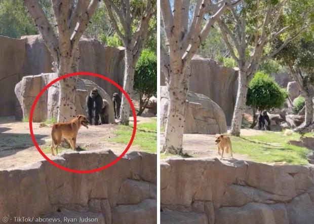 고릴라 2마리가 개를 쫓았지만, 관람객들이 고릴라들의 주의를 분산시켜서 개를 보호했다. [출처: abc뉴스 틱톡, 라이언 저드슨]