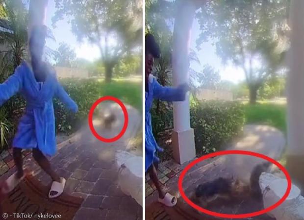 나이키리아 클라크와 반려견 조조가 산책하다가 라쿤에게 쫓기는 경험을 했다. 라쿤은 문 앞까지 쫓아와서 강아지(빨간 원)를 공격했다. [출처: 나이키리아 클라크의 틱톡]