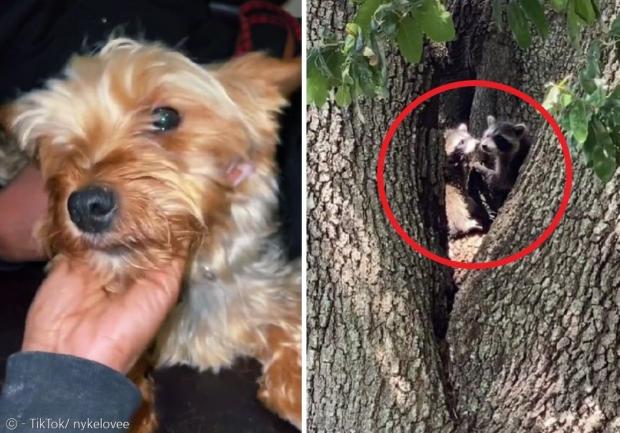 강아지 조조(왼쪽 사진)는 다친 데 없이 무사했다. 조조의 주인은 며칠 뒤에 나무 위에서 다시 라쿤(빨간 원)을 목격했다고 한다.