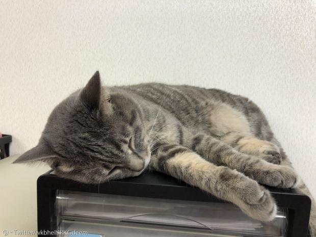 서류 선반 위에서 낮잠을 즐기던 고양이 후쿠가 3초 뒤에 추락했다.