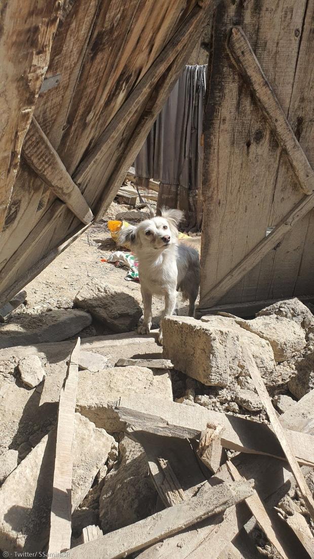 하얀 개가 폐허가 된 집에 돌아가서 주인 가족을 찾으며 울었다. [출처: Twitter/ SSamiraSR]