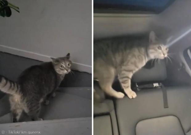 왼쪽이 가출했다가 집에 돌아온 고양이 조지다. 오른쪽은 조지인 줄 알고 차에 태운, 닮은 고양이다. [출처: 켈리 맥캔의 틱톡] 