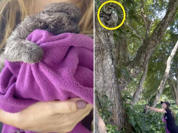 한 직원이 해변가에서 떨어진 아기 나무늘보(왼쪽 사진)를 발견하고 구조했다. 어미 나무늘보는 나무 높이 있어서, 아기 나무늘보를 데리고 2시간 넘게 기다렸다.