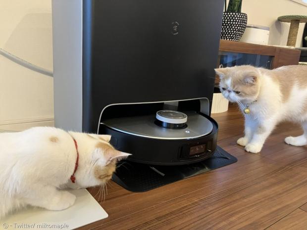 집사가 장만한 로봇청소기가 한순간에 고양이 장난감이 돼버렸다. [출처: Twitter/ miikomaple]