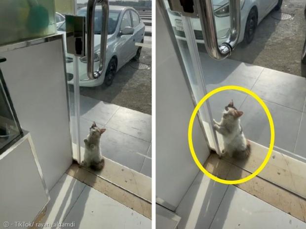 사우디아라비아에서 무더위에 지친 길고양이(노란 원)가 가게 유리문을 열어달라고 호소했다. [출처: 라이언 알가마디의 틱톡]