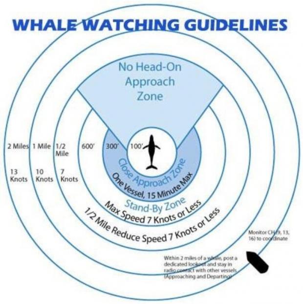 매사추세츠 주 정부는 혹등고래 반경 0.5마일 이내에서는 정면으로 접근하지 말라고 당부했다. [출처: 매사추세츠 주]