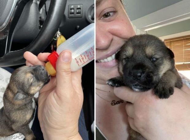 새라 조던 RSPCA 차석 조사관이 차에서 강아지 티피에게 젖병을 물렸다.(왼쪽 사진)
