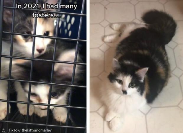 소뇌 무형성증으로 안락사 당할 뻔한 새끼고양이 타이니 티나와 웁시 데이지(왼쪽 사진). 1살 반이 된 지금 건강한 고양이로 성장했다. [출처: 키티와 말리의 틱톡]