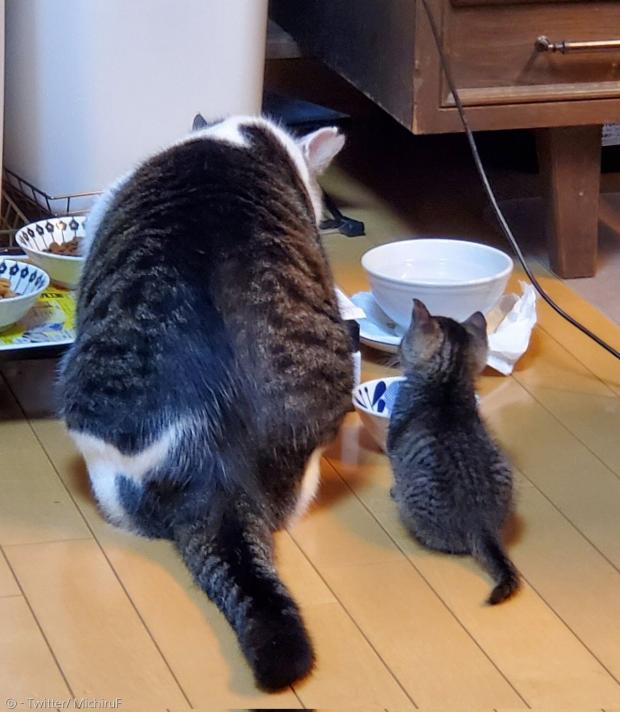 형을 보고 식사예절을 배우는 아기고양이 치비스케.