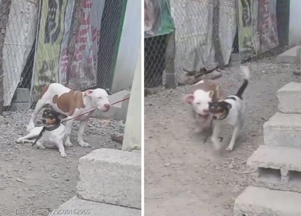 떠돌이 개가 마당에 묶인 반려견의 목줄을 씹어서, 풀어준 틱톡 영상이 네티즌들 사이에서 화제가 됐다. [출처: 가마리엘 산토스 야네즈의 틱톡] 