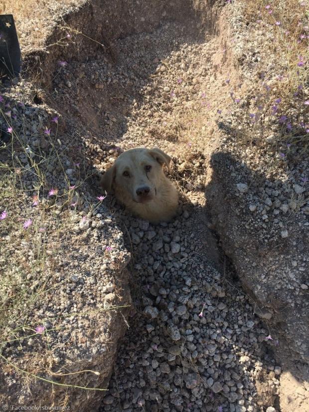 튀르키예 사과 농장에서 수의사와 경비원이 울음소리를 듣고 땅을 파서, 땅에 묻힌 개를 구출했다. [출처: 소네르 부유메즈의 페이스북]