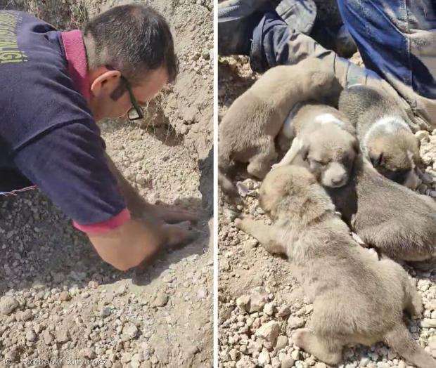 수의사가 맨손으로 흙과 자갈을 파내서 강아지 8마리를 구출했다.