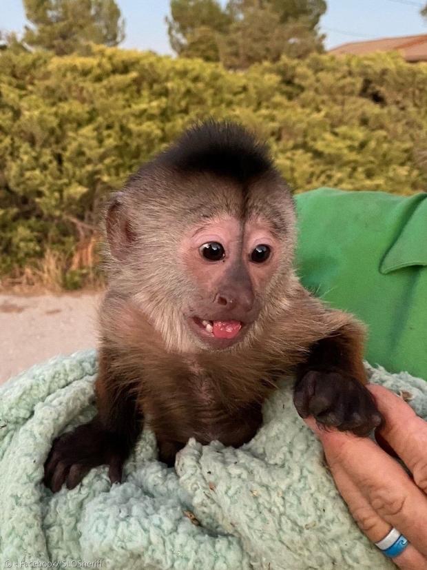 경찰에 신고전화를 건 영리한 카푸친 원숭이 루트. [출처: 샌루이스 오비스포 카운티 보안관실]