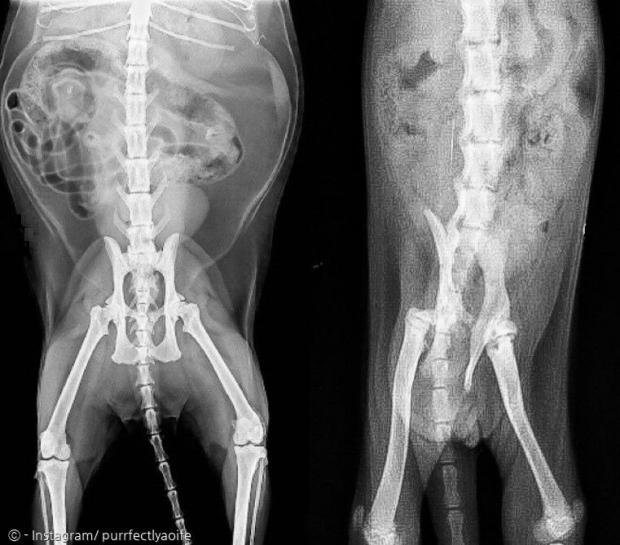 일반 고양이와 2살 고양이 이퍼(오른쪽)의 방사선 사진.