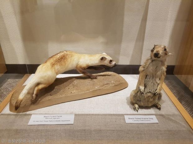텍사스의 한 박물관에서 만난 검은발 족제비(박제, 좌측), 2018년 5월