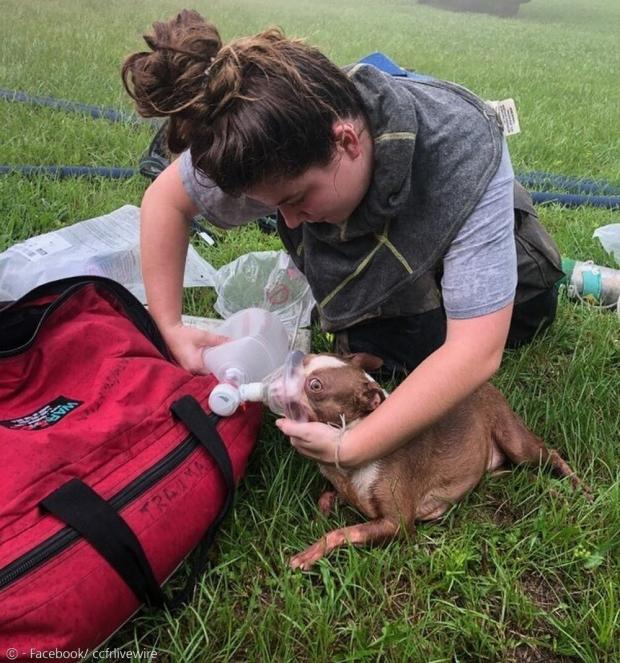 택배기사가 구출된 강아지에게 산소 호흡기를 대줬다. 그녀의 신고 덕분에 강아지 3마리가 살아남았다. [출처: 컬럼비아 카운티 소방서 페이스북]