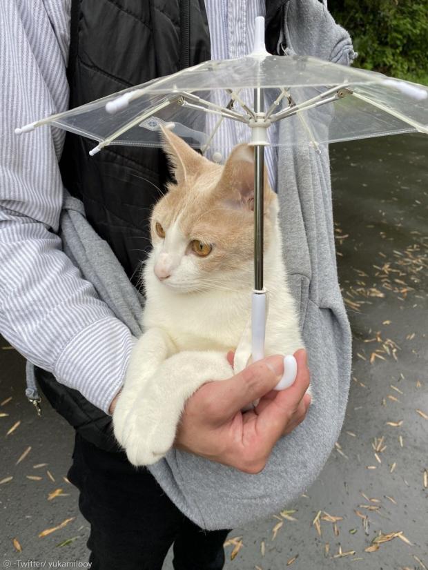 고양이 전용 비닐우산을 쓴 미루. [출처: 미루의 트위터]
