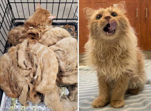 지난해 11월 거리에서 구조된 고양이 매티의 상태는 수의사도 놀랄 정도였다.(왼쪽 사진) 이제는 몰라보게 달라진 매티. 털이 아름답게 자라서, 사자의 갈기를 연상시킨다.(오른쪽 사진) [출처: 요크 카운티 SPCA 페이스북] 