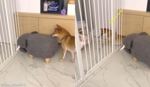 고집 이미지