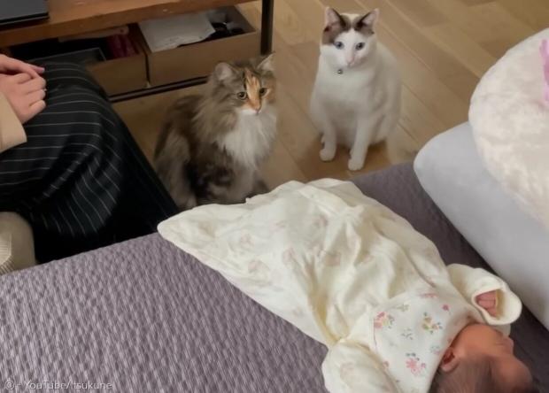 아기와 처음 만난 고양이 츠쿠네(오른쪽)와 히마리. 아기와 초면이라 많이 낯을 가렸다고 한다. [출처: 츠쿠네와 히마리의 유튜브]