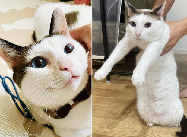 남편이 아기를 울린 고양이 츠쿠네를 붙들고 분리시켰다.(오른쪽 사진) 왼쪽 사진은 평소 츠쿠네의 얼굴로, 비교하면 오른쪽 얼굴 표정에 억울함이 가득하다.