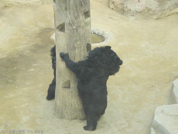 곰은 영역 표시를 위해 자신의 앞발로 나무 등을 긁어서 흔적을 남긴다. 사진 속은 반달가슴곰. 2012년 어린이대공원에서 촬영