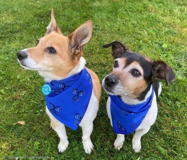 베스(오른쪽)와 블루벨은 잭 러셀 테리어 종이다. 파란 반다나를 매고 배터시 개와 고양이의 집 캠페인에 동참했다.