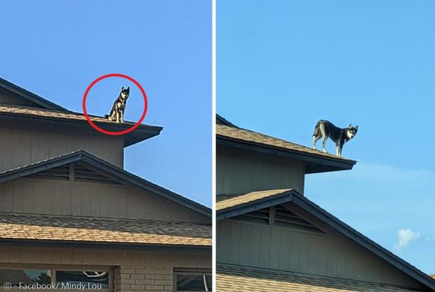 지붕 위에 올라가길 좋아해서 비둘기란 별명을 얻은 반려견 날라. [출처: 동네주민의 페이스북]