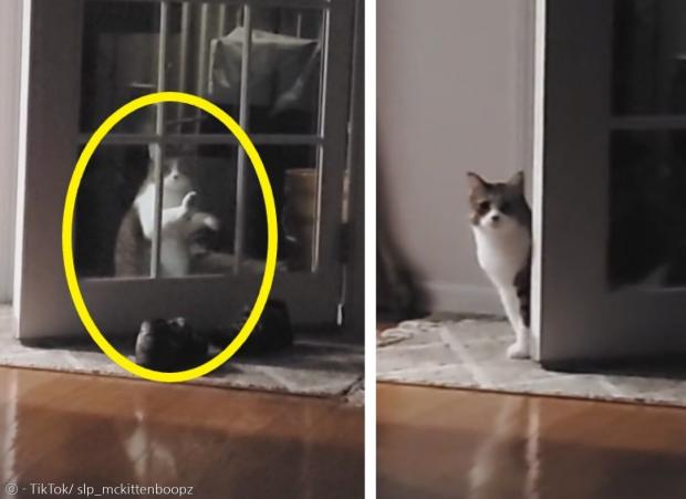 고양이 베이즐(노란 원)이 유리문을 열어달라고 긁다가, 문이 열린 것을 깨닫고 창피했다. [출처: TikTok/ slp_mckittenboopz]