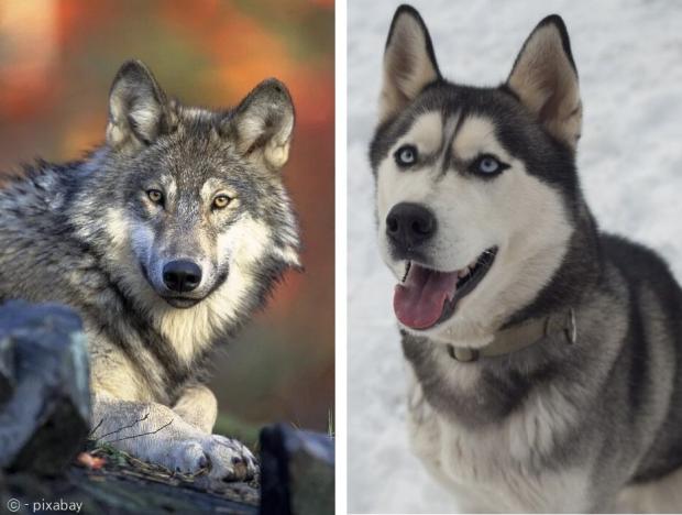 왼쪽이 늑대, 오른쪽이 시베리안 허스키 개다. [출처: 픽사베이]