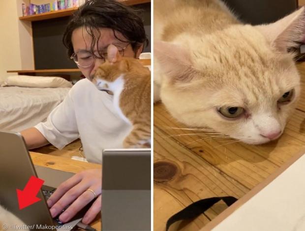 노트북 모니터 뒤에도 옅은 노란색 고양이(빨간 화살표)가 1마리 더 있다.