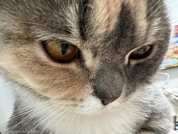 앙큼한고양이 이미지