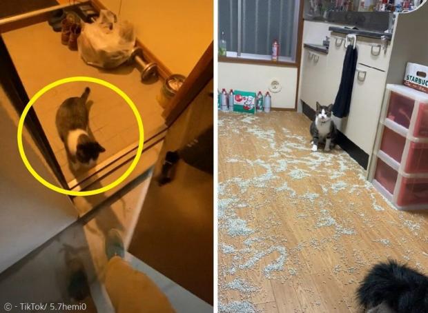 퇴근 마중을 나온 고양이 코테츠(노란 원). 오른쪽 사진은 고양이모래로 난장판이 된 거실이다. [출처: TikTok/ 5.7hemi0]