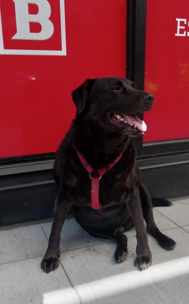 페이스북 Eclipse Seattle's Bus Riding Dog