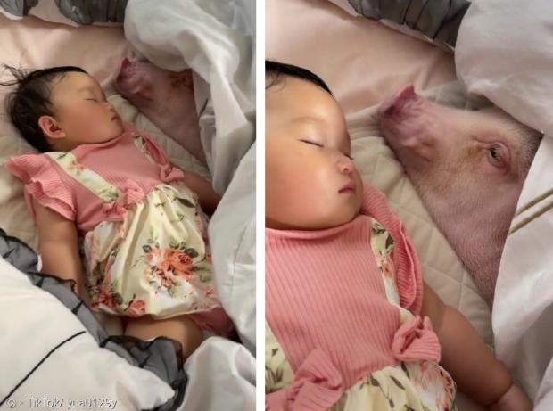엄마가 화장실을 간 사이에, 미니돼지가 아기 옆에 누워서 아기를 지켜봤다. [출처: 틱톡/ yua0129y]