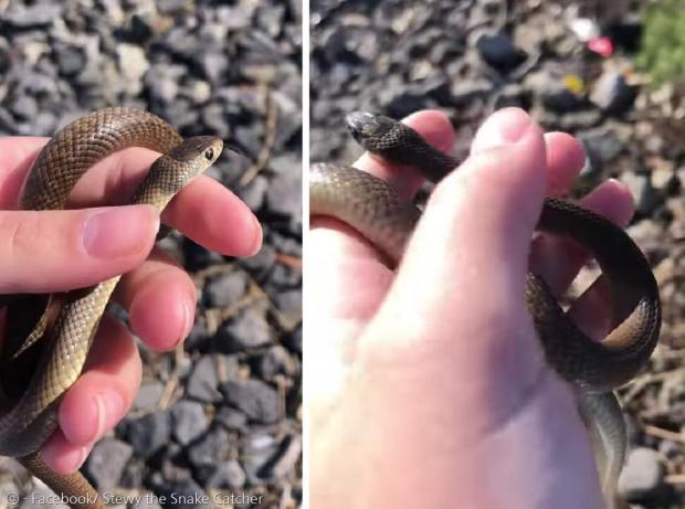 11살 소녀의 조부모가 뱀 전문가에게 손녀가 손에 쥔 뱀이 무슨 뱀인지 문의했다가 독사 동부갈색뱀이란 사실을 알고 충격을 받았다. [출처: 스튜어트 가트의 페이스북]