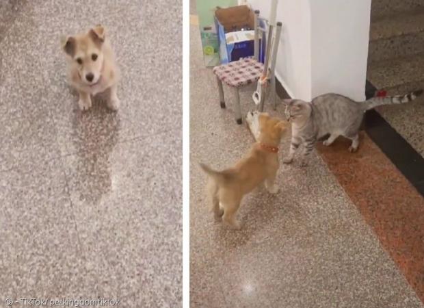문 앞에서 고양이가 나올 때까지 얌전히 기다린 이웃집 강아지(왼쪽 사진). [출처: 펫 킹덤 틱톡]