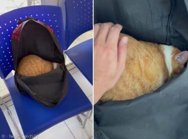 동물병원 대기실에서 집사 배낭 안에 숨어버린 고양이. [출처: Twitter/ alo3571]