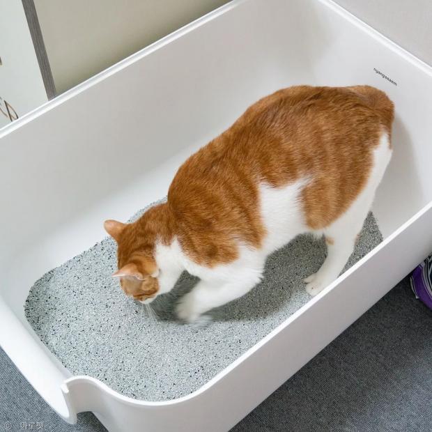 시판 중인 고양이 화장실용 모래. 고양이 집사에게 모래란 바로 이런 모습이다. 사진 아로펫 