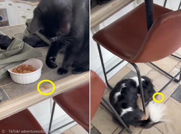 고양이 핀이 식탁 위의 시리얼을 떨어뜨려서, 반려견 파이퍼에게 먹였다. [출처: 파이퍼와 핀의 틱톡]