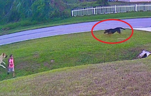 이웃집에서 도망친 개(빨간 원)가 어린 아이를 향해서 전속력으로 달려왔다. 