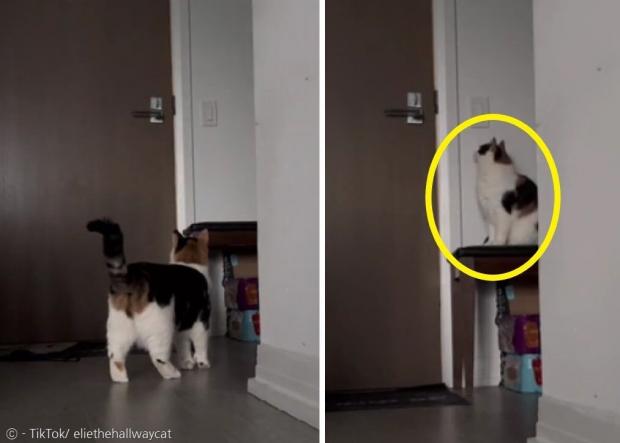 고양이 엘리가 집사가 나간 문을 한참 보다가(왼쪽 사진), 문 앞에 앉아서 집사가 돌아오길 기다렸다. [출처: 고양이 엘리의 틱톡]