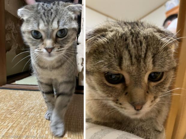 고양이 마루. 오른쪽은 햄스터 큐를 잃고 슬픈 얼굴이라고 한다. [출처: Twitter/ nikoniko_fumi]