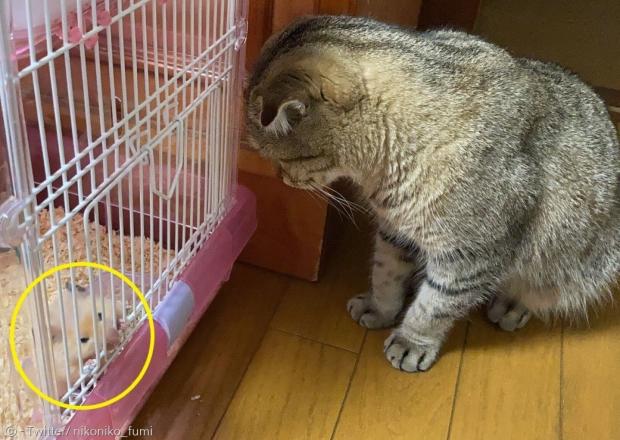 햄스터 큐(노란 원)의 케이지 앞에서 큐를 바라보는 고양이 마루. 