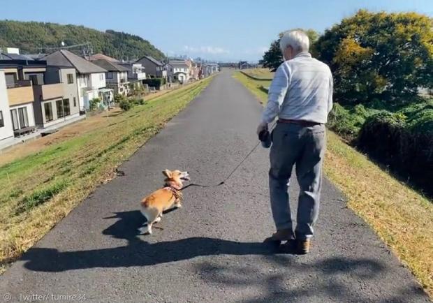 할아버지가 반려견을 잃은 지 10년 만에 손자의 강아지를 산책시켰다. [출처: Twitter/ tumire34]