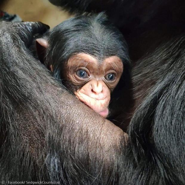 엄마 품에 안긴 새끼 침팬지 쿠체자. 엄마 침팬지 마할리는 그날 이후 다시는 새끼를 품에서 떼어놓지 않았다.